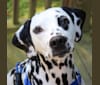 Photo of Theodore Modric Frost, a Dalmatian  in Cary, North Carolina, USA