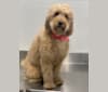 Photo of Mackenzie “Mack”, a Poodle (Standard), Poodle (Small), and Labrador Retriever mix in Bakersfield, CA, USA