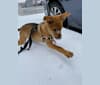 Photo of Bodhi, a Miniature/MAS-type Australian Shepherd, Siberian Husky, American Pit Bull Terrier, and Chow Chow mix in Odessa, TX, USA