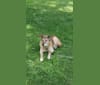 Buddy, a German Shepherd Dog and Siberian Husky mix tested with EmbarkVet.com