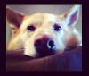 Trixie, a German Shepherd Dog and Pomeranian mix tested with EmbarkVet.com