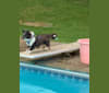 Whiskey Cash Adams, a Shetland Sheepdog tested with EmbarkVet.com