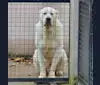 Maximus, a Central Asian Shepherd Dog tested with EmbarkVet.com