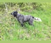 Mika, a Blue Picardy Spaniel tested with EmbarkVet.com