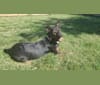 Lana, an Australian Cattle Dog and Labrador Retriever mix tested with EmbarkVet.com