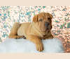 Biggie Small, a Chinese Shar-Pei tested with EmbarkVet.com