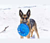 Ava Lynch, a German Shepherd Dog tested with EmbarkVet.com