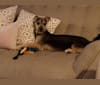 Picasso Dali Jauregui, a Yorkshire Terrier and Dachshund mix tested with EmbarkVet.com