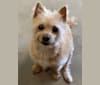 Harry, a Pomeranian and Chihuahua mix tested with EmbarkVet.com