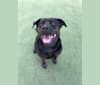 Photo of Marty, a Rottweiler and American Pit Bull Terrier mix in Williamston, North Carolina, USA