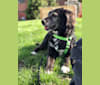 Aiden, a Beagle and English Springer Spaniel mix tested with EmbarkVet.com