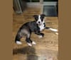 Photo of Oreo, an American Pit Bull Terrier, Mountain Cur, and Chihuahua mix in Owens Cross Roads, AL, USA