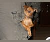 Bones, a Miniature Pinscher and Italian Greyhound mix tested with EmbarkVet.com
