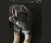 Brutus (Brudy), a German Shepherd Dog tested with EmbarkVet.com