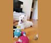 Sushi, a German Shepherd Dog and Kishu Ken mix tested with EmbarkVet.com