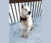 Recon, a Siberian Husky tested with EmbarkVet.com