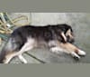 Cubby, a German Shepherd Dog and Labrador Retriever mix tested with EmbarkVet.com
