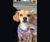 Cali Forbess, a Chihuahua and Beagle mix tested with EmbarkVet.com