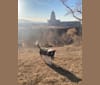 Photo of Smokey, an Australian Shepherd, Australian Cattle Dog, Border Collie, and German Shorthaired Pointer mix in Levan, Utah, USA