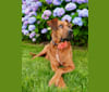Grace, a Great Dane and Staffordshire Terrier mix tested with EmbarkVet.com