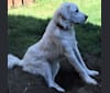 Scottie, a Great Pyrenees tested with EmbarkVet.com