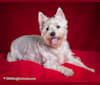 Tillie, a West Highland White Terrier and Bichon Frise mix tested with EmbarkVet.com