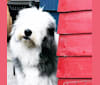 Fred, an Old English Sheepdog and Siberian Husky mix tested with EmbarkVet.com