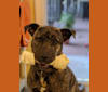Photo of Buster, an American Bully, Pungsan, and American Pit Bull Terrier mix in Atascadero, California, USA