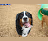 Denny, a Bernese Mountain Dog tested with EmbarkVet.com