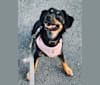 Millie, a Chihuahua and Beagle mix tested with EmbarkVet.com