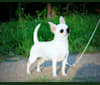 Photo of Flirt, a Chihuahua  in Bayfield, CO, USA