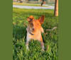Copper, an Australian Cattle Dog and Chihuahua mix tested with EmbarkVet.com