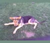 Lukas, a German Shepherd Dog and Australian Cattle Dog mix tested with EmbarkVet.com
