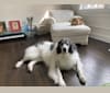 Mixie, a Great Pyrenees tested with EmbarkVet.com