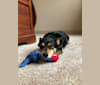Callie, a Pembroke Welsh Corgi and German Shepherd Dog mix tested with EmbarkVet.com