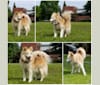 Nike, a German Shepherd Dog and Siberian Husky mix tested with EmbarkVet.com