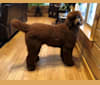 Ozzy, a Poodle (Standard) tested with EmbarkVet.com