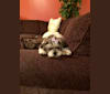 Nissa, a Yorkshire Terrier and Shih Tzu mix tested with EmbarkVet.com