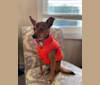 Marty, a Yorkshire Terrier and Chihuahua mix tested with EmbarkVet.com
