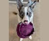 Photo of Dusty Blu, a Border Collie  in Chase, MI, USA