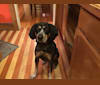 Dixie, a Bluetick Coonhound tested with EmbarkVet.com