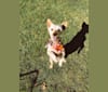 Barney, a Silky Terrier tested with EmbarkVet.com