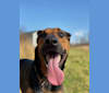 Gunther, a Doberman Pinscher and German Shepherd Dog mix tested with EmbarkVet.com