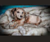 Photo of Diddy, a Dachshund  in Selah, WA, USA