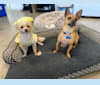 Scooby, a Chihuahua and Poodle (Small) mix tested with EmbarkVet.com