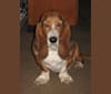 Teddy, a Basset Hound tested with EmbarkVet.com