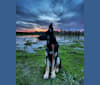 Pyro, a German Shepherd Dog (6.9% unresolved) tested with EmbarkVet.com