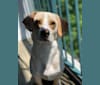 Petey, a Labrador Retriever and German Shepherd Dog mix tested with EmbarkVet.com
