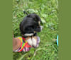 Kobe, an Australian Cattle Dog and Siberian Husky mix tested with EmbarkVet.com