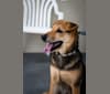 Biscuit Pearl Bolt Hu, a Hong Kong Village Dog tested with EmbarkVet.com